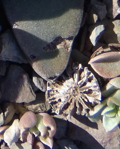 Deilanthe peersii