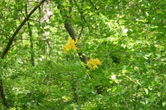 Rhododendron molle
