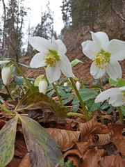 Helleborus niger