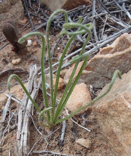 Albuca viscosa