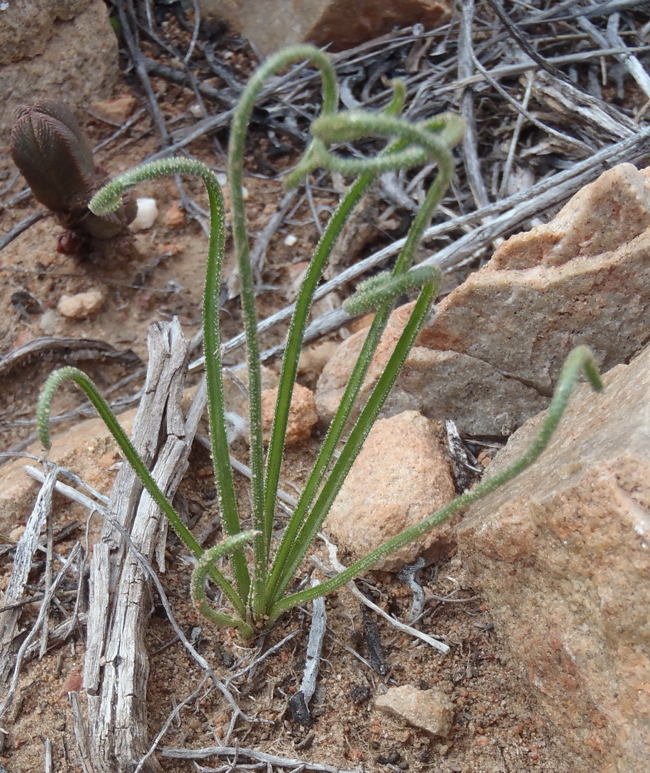 Albuca viscosa