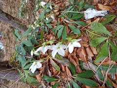 Helleborus niger