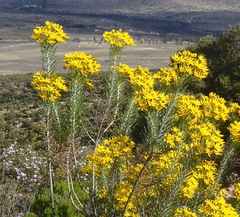Euryops rehmannii