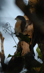 Accipiter soloensis