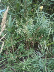 Lepidium densiflorum