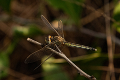 Diplacodes lefebvrii