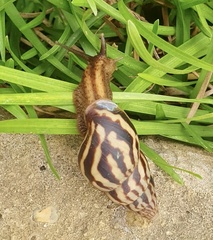 Limicolaria flammea