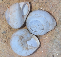 Sphincterochila candidissima