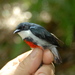 Black-belted Flowerpecker - Photo (c) Lorenzo Vinciguerra, some rights reserved (CC BY-NC), uploaded by Lorenzo Vinciguerra