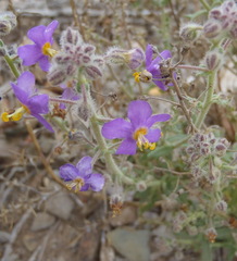 Chaenostoma caeruleum