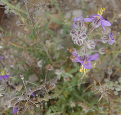 Chaenostoma caeruleum