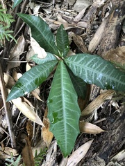 Ardisia cornudentata morrisonensis