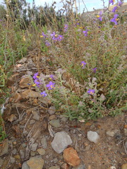 Chaenostoma caeruleum