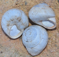 Sphincterochila candidissima