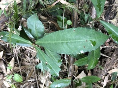 Ardisia cornudentata morrisonensis
