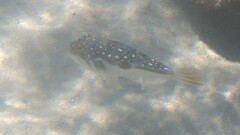 Amblyrhynchote honckenii