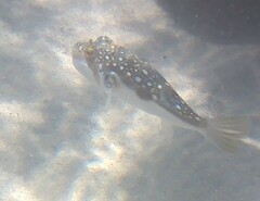 Amblyrhynchote honckenii