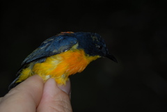 Dicaeum trigonostigma