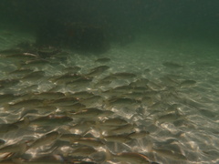 Helotes octolineatus