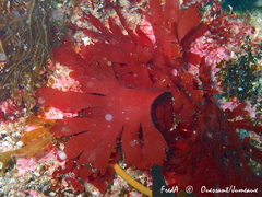 Metacallophyllis laciniata