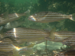 Helotes octolineatus