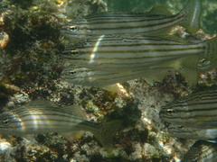 Helotes octolineatus