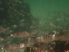 Helotes octolineatus