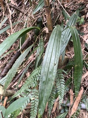 Ania penangiana