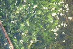 Callitriche hermaphroditica