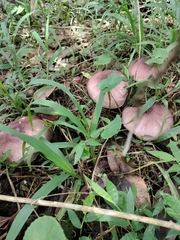Fungi
