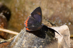 Heliophorus