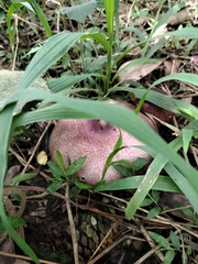 Fungi