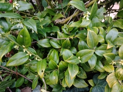 Sarcococca ruscifolia