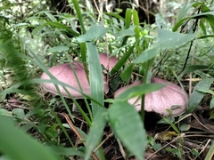 Fungi