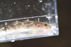 Rhinogobius nagoyae
