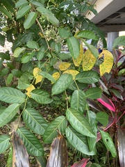 Glochidion zeylanicum zeylanicum