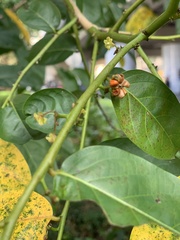 Glochidion zeylanicum zeylanicum