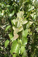 Dioscorea cotinifolia
