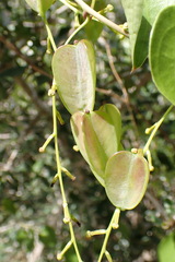 Dioscorea cotinifolia