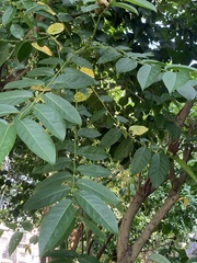 Glochidion zeylanicum zeylanicum