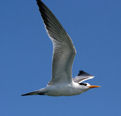 Thalasseus bengalensis