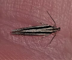 Leptosaces schistopa