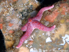 Henricia oculata