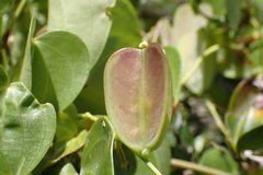 Dioscorea cotinifolia