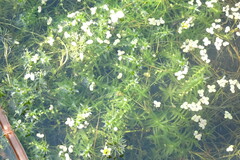 Callitriche hermaphroditica