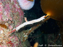 Laminaria hyperborea