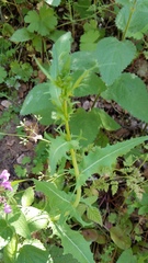 Rafinesquia californica