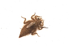 Asiagomphus melaenops