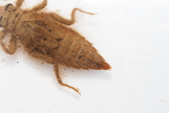 Asiagomphus melaenops