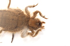 Asiagomphus melaenops